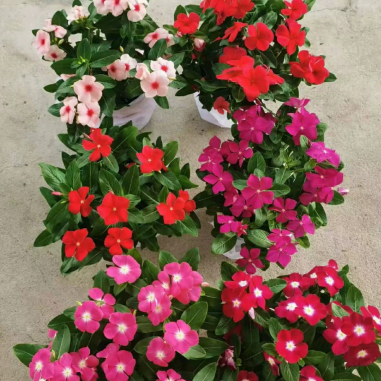 2204 Базовая оптовая поставка импортных банчовых цветочных клумб