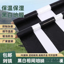 ������Ĥũ����ֲ��׺ڰ׼Ӻ�����ֻ��������ֲ��ָ���������