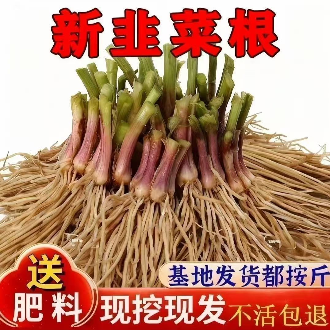 Extra fragrant fine-leaf leek root 925g】395-401 plants【+fertilizer