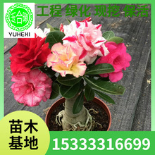 批发沙漠玫瑰盆栽苗大重瓣植物室内盆栽四季开花沙漠玫瑰小苗种植