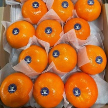 沃柑批發廣西武鳴現摘橘子新鮮非皇帝柑砂糖橘應季孕婦水果禮盒裝