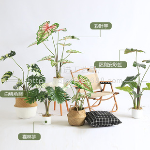 ����ֲ�����Բ��~�󱱚WINS�͏d�bGֲ����ֲ��������ϲ����