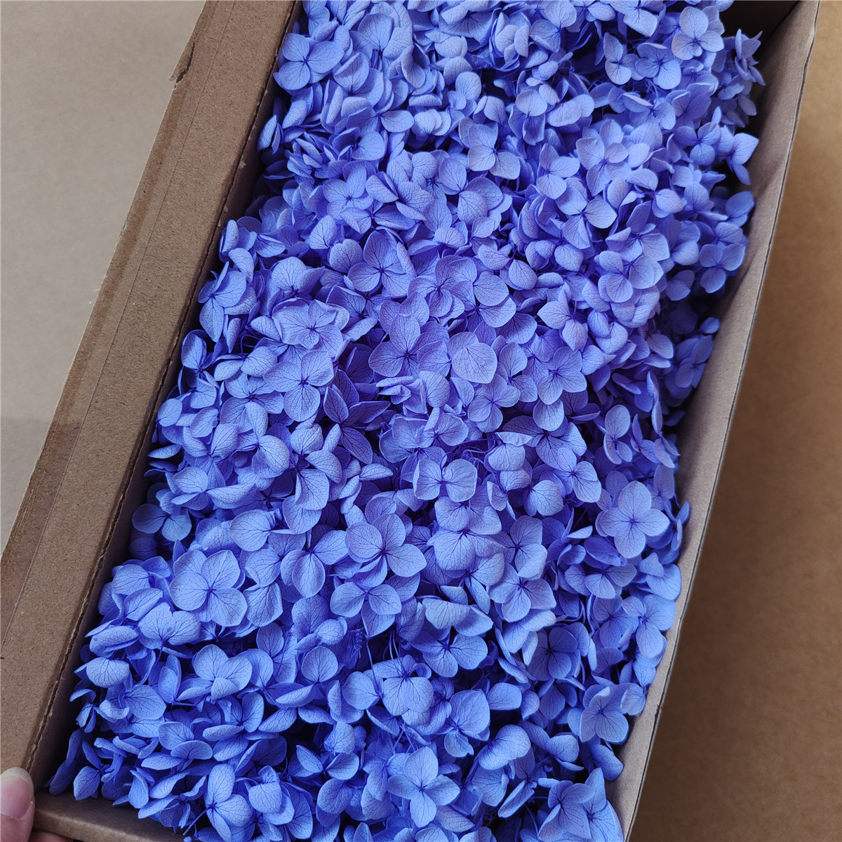 Flor eterna Hortensia Anna pequeña hoja flor seca flor real árbol de Navidad ventilador hecho a mano ramo DIY material paquete flor