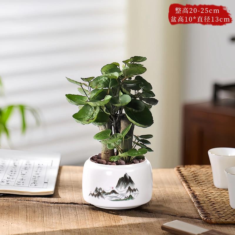【主图款】精品福禄桐+大号山水盆