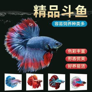 ̩�����~���^�p�~�ͻ�Ꭷ���w�~С�ͺ��B��ˮ�~�����Rβ�{�����~