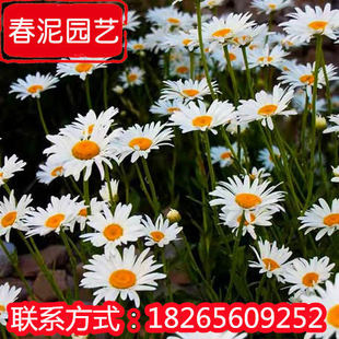 Hebei Daibin Chrysanthemum Маленькая черная кожаная кожа корень Gibrobe Grass Base Base Daibin Ju Chrysanthemum Оптовая парка инженерия зеленые саженцы