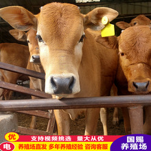 �V����ţ�Bֳ��ҕ�l �S��ţ�Bֳ�� üɽ��ţ�Bֳ��