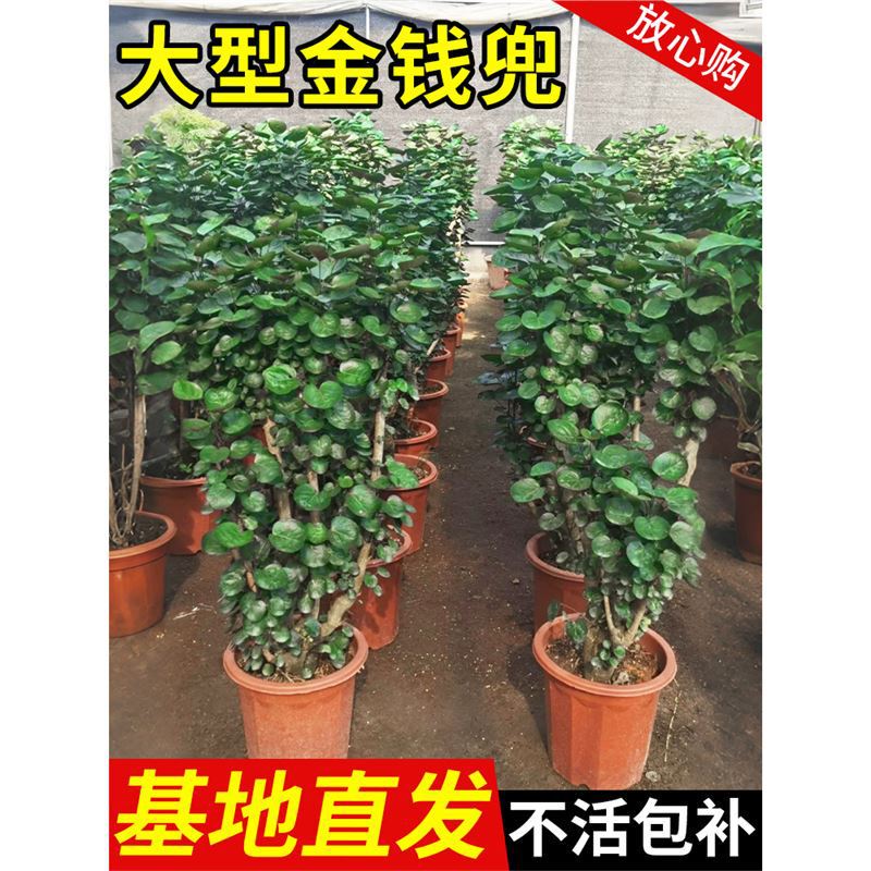 Money Tree Potted Plant with Round Leaves, Old Stump, Suitable for Living Room Indoor Use, Easy to Maintain, Large Green Plant for All Seasons