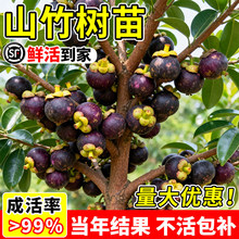 ɽ����玧���ļ��Nֲ���Ե����ϱ�������Y��̩��ɽ��޽ӹ�����