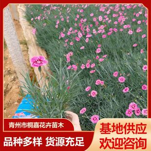 ���ع����ر��ʺ�ʯ���ƺ�绨�� �ļ������ƺ�׻��ͺ�ֲ��