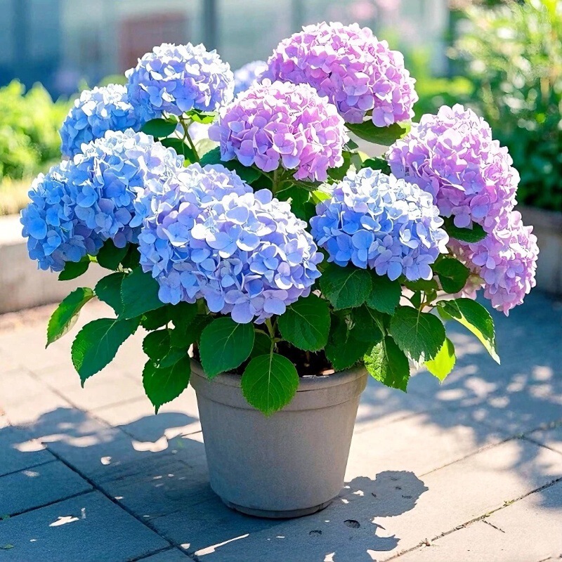 Hydrangea Seedlings Potted with Flowers Endless Summer Four Seasons Flowers Indoor Green Plants Courtyard Garden Cold-Resistant and Easy-To-Fed Plants