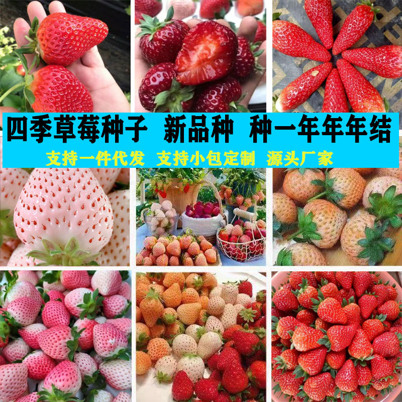 Four Seasons Strawberry Seed Easy-to-Live Strawberry Seed Plant…