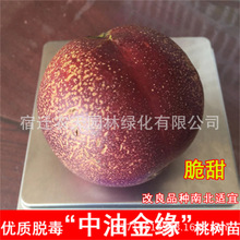 金缘朱砂雪桃玉美人桃树嫁接盆栽地栽果苗三月桃树脆桃南北方种植