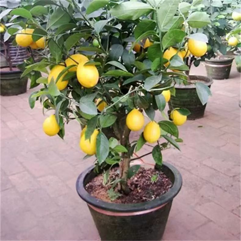 Semillas de limón perfumado semillas de limón verde balcón resultados de plantación interior árboles frutales del norte y del sur plantación de balcón en maceta