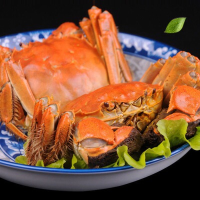 Crab Fresh Shimizu Lake crab June living thing Crabs goods in stock Large 0.5-2.0 Two male female