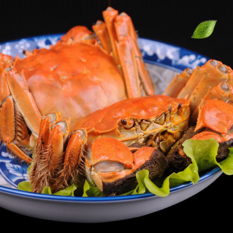 Crab Fresh Shimizu Lake crab June living thing Crabs goods in stock Large 0.5-2.0 Two male female