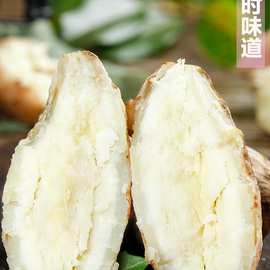 白心板栗红薯新鲜番薯白薯白瓤农家自种红皮地瓜山芋高州爆皮王