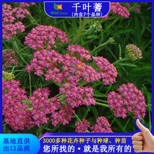 Chiba Dandelion Seeds Wholesale Dandelion Engineering Flower Mirror Greening Ornamental Garden Flower Seeds Ornamental Flower Saw Grass Flower Seeds