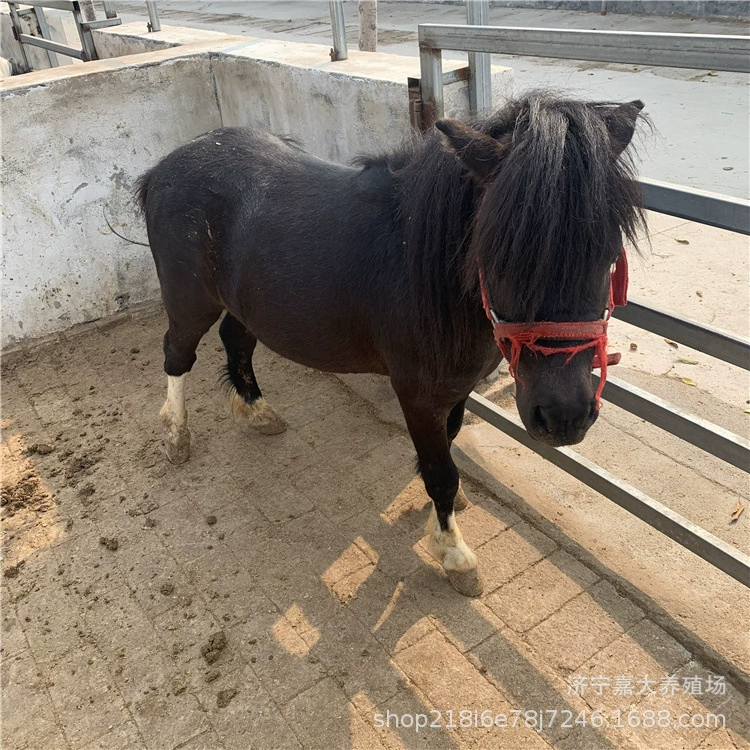 Насколько высок пони Шетлан