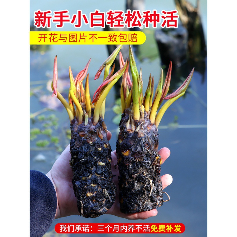 一件代发睡莲水培植物四季水养荷花水莲花盆栽花卉水池塘大睡莲根