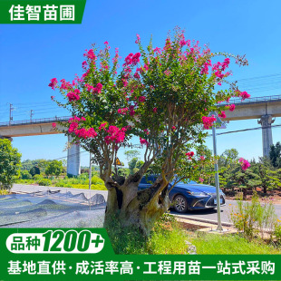 ���ϻ���ͥԺ���^�G���e���t�����ޱ����ռt��ľ��ޱ���F؛���l