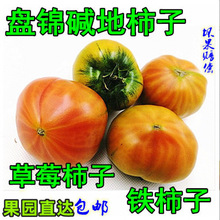 ���|�FƤ����ݮ���ӾG�����������|������ˮ��������צ���t��