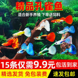 孔雀鱼纯种凤尾观赏鱼小型热带鱼淡冷水好养金鱼小鱼胎生鱼苗