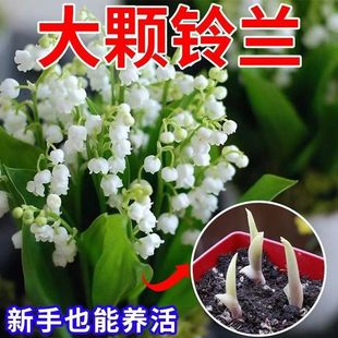 һ�����l��ѿ��m�����ļ��_�����B��������m���Ի����̨�҃���