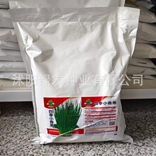厂家原装5斤装四季小香葱种子四季易种多种蔬菜种子家庭蔬种子