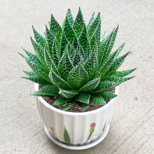 ѩ����¶�J�C����ֲ�������҃Ȼ��ܾGֲ���B�ļ���ݗ��͏d�̨��