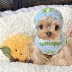 猫の犬のセーターのベスト冬の新型のテディのヨークシャーの小型犬のペットの服は保温します。