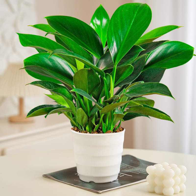 대형 황금 다이아몬드 40-50cm 3그루(나사형 화분) + 영양액