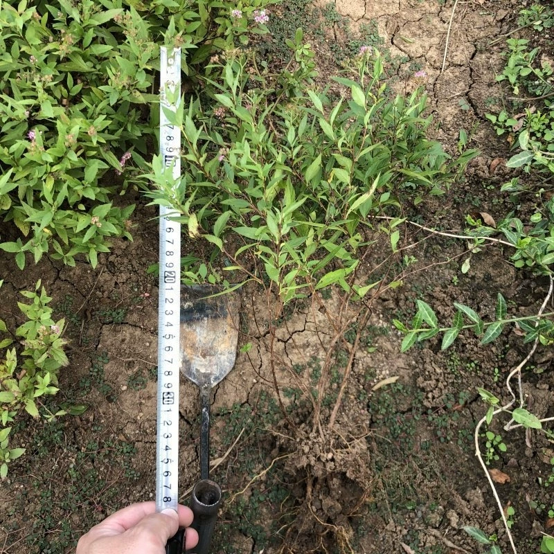 База оптом порошок Spiraea инженерные рассады высота посадки 35 см рассада толстый зеленый цветной блок