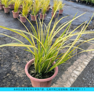 Garden engineering is specially for gold thread calamus seedlings, waterlogging and cold resistance, waterfront landscaping, river wetland greening wholesale