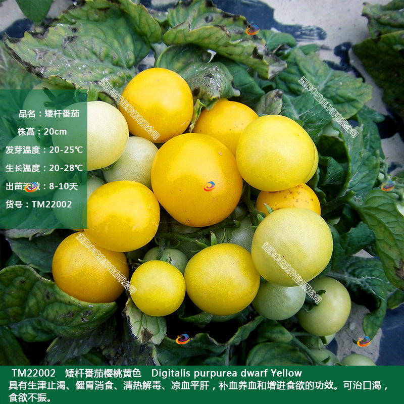 櫻桃黃色