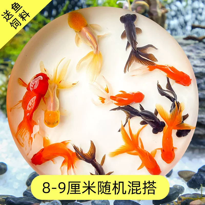 Read the galloping taboo 彂鍏 娲 娲 board
