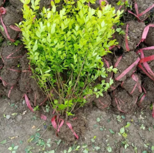 Dropshipping Gold Leaf Ligustrum Seedlings Courtyard House Greening Ground Planting Hedge Seedlings Gold Leaf Ligustrum Seedlings Shrub Gold Leaf