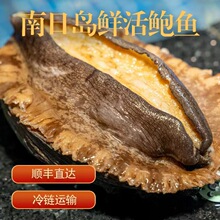 活鲍到手辰龙南日鲍带身份的鲜活鲍鱼顺丰航空直发肉质Q弹营养