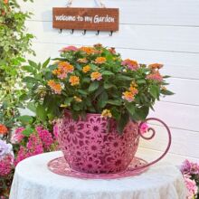 temu�羳���⻨��ͥԺ���@�҃ȿ͏d�쾰����ˇ�g�̨�b��Fˇ����