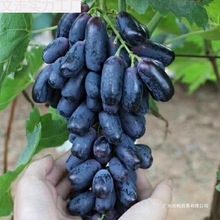 蓝宝石葡萄新鲜金手指美人指无籽黑提子整箱月光之泪当季水果包邮