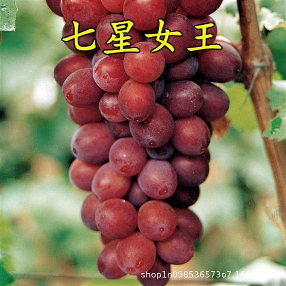 Новые сорта рассады винограда Раннее созревание Сладкая рассада винограда Семь звезд Королева винограда Посадка фруктовых деревьев в Южном Китае