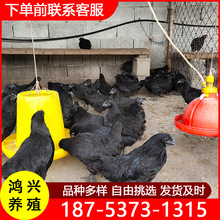 純種五黑雞價格 脫溫五黑一綠產蛋五黑雞苗綠殼蛋雞苗廠家批發