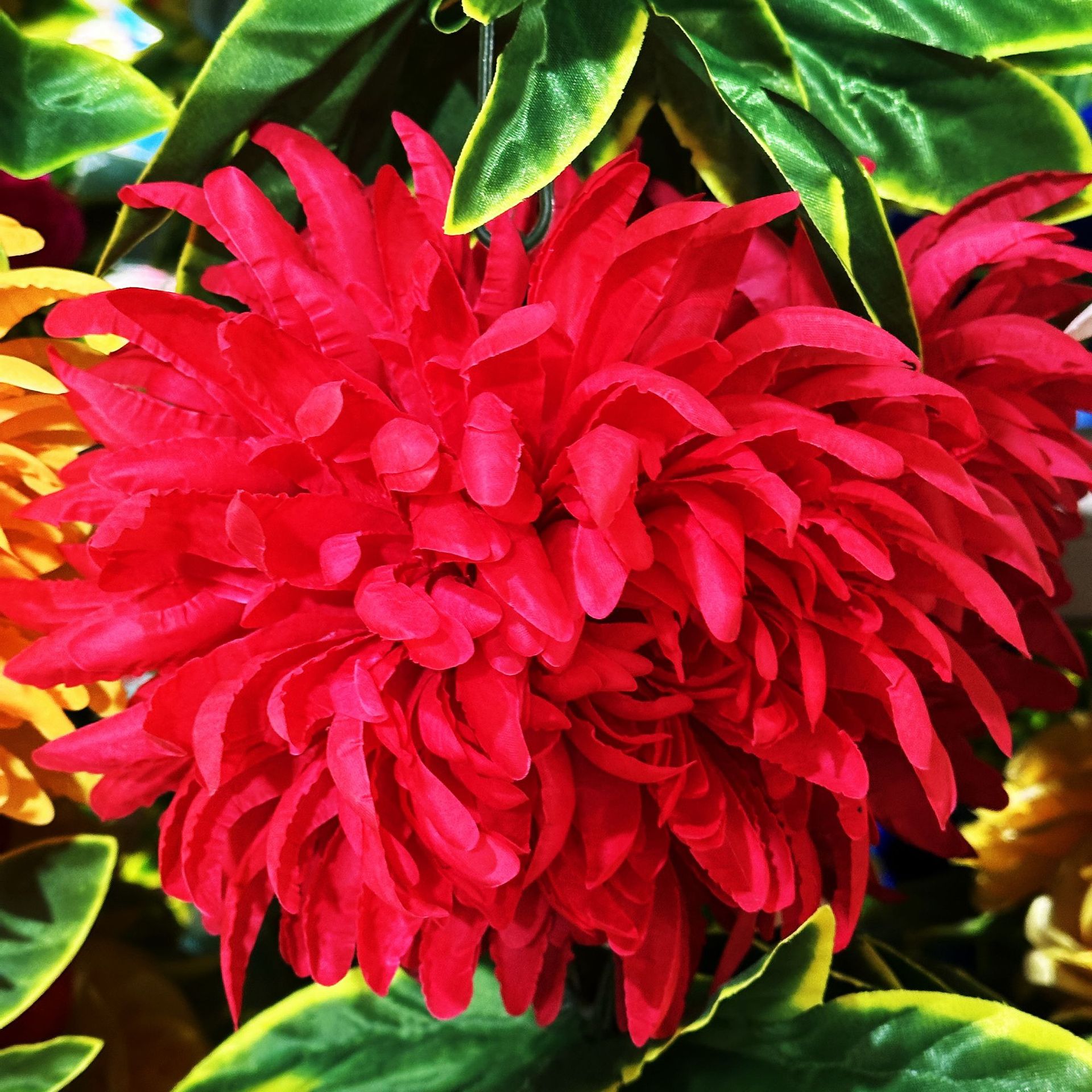 Red, 2.5meter
