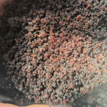 �������㾫����10��ݼ�����������ۮ��T�������ݾƷ��˹��ϳ�