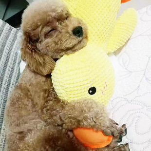 ?������߽␞�����w���д���Ȯ�l�»���ҧ����ë�q����̩