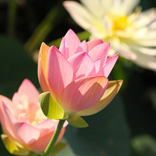 碗莲水培植物种藕荷花卉夏季水生睡莲花水养鱼缸阳台花园