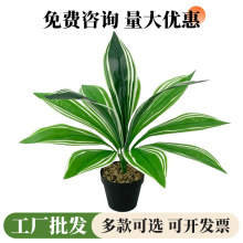 厂家货源虎皮兰万年青巴西木仿真绿植12头叶子造景插花配材装饰花