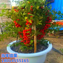 批发钙果树苗欧李树苗 南北方种植盆栽水果中华钙果小苗 种植庭院