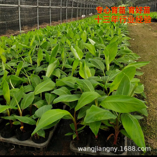 �V���㽶�����l ���һ̖С�׽����ϻʵ���ؕ�� Ó���M���������