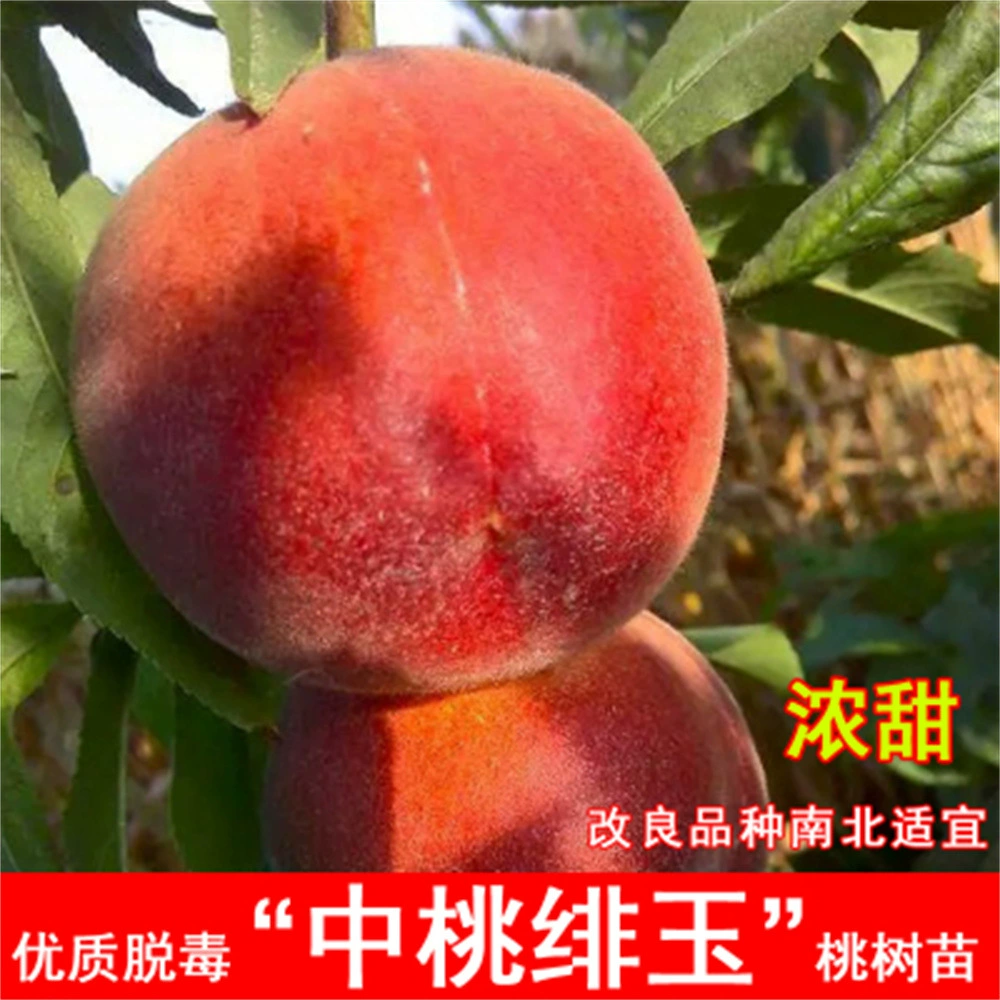 Чжунтао № 8 Рассада персика Экстра-крупная раннеспелая Рассада рассады сладкого персика Бассейн посажен во дворе Север-Юг Итоги посадки года
